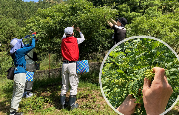 現在、有田川実山椒を収穫中です！