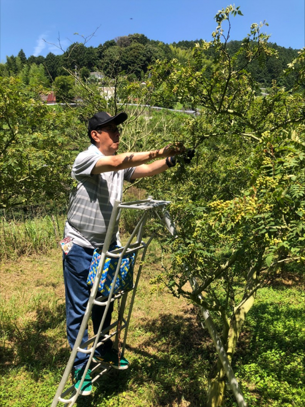 現在、有田川山椒を収穫中です！
