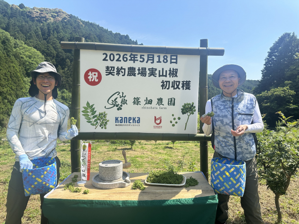 山椒契約農園での初収穫